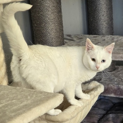 Katze Silky wartet auf ihre Dosis, EKH - Katze