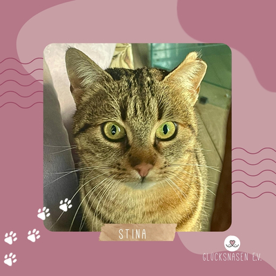 Katze Stina sucht dringend ein Zuhause als Einzelprinzessin, EKH - Katze