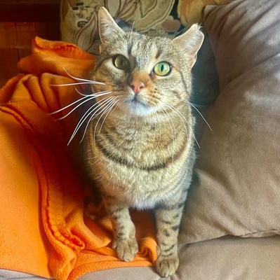 Katze Stina wartet auf Eure Zuschriften, EKH - Katze
