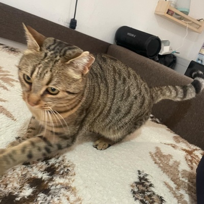 Katze Stina wartet auf Eure Zuschriften, EKH - Katze