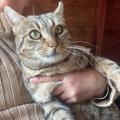 Katze Stina wartet auf Eure Zuschriften, EKH - Katze