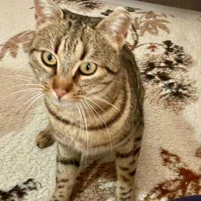 Katze Stina wartet auf Eure Zuschriften, EKH - Katze