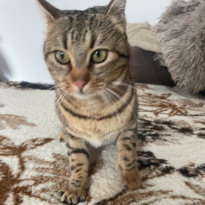 Katze Stina wartet auf Eure Zuschriften, EKH - Katze