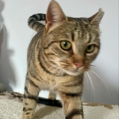 Katze Stina wartet auf Eure Zuschriften, EKH - Katze