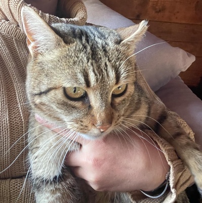 Katze Stina wartet auf Eure Zuschriften, EKH - Katze