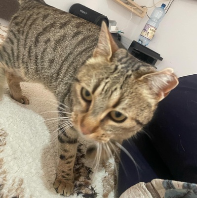 Katze Stina wartet auf Eure Zuschriften, EKH - Katze