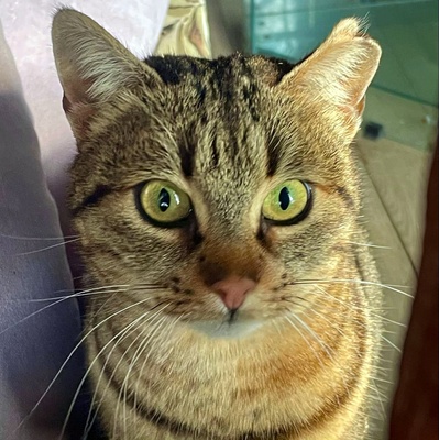 Katze Stina wartet auf Eure Zuschriften, EKH - Katze