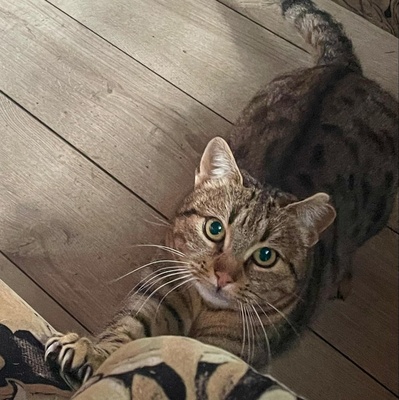 Katze Stina wartet auf Eure Zuschriften, EKH - Katze