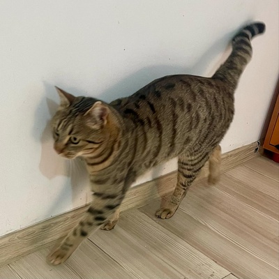 Katze Stina wartet auf Eure Zuschriften, EKH - Katze