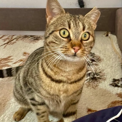 Katze Stina wartet auf Eure Zuschriften, EKH - Katze