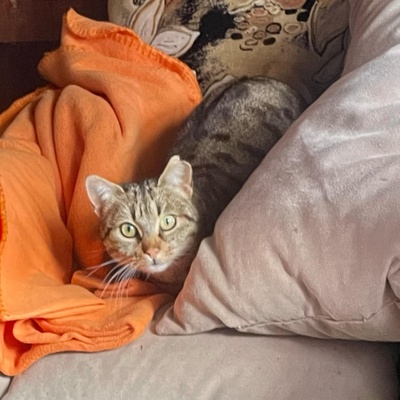 Katze Stina wartet auf Eure Zuschriften, EKH - Katze