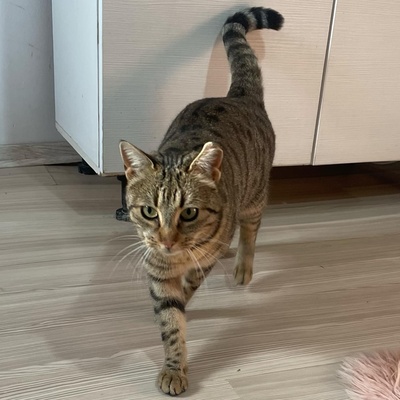 Katze Stina wartet auf Eure Zuschriften, EKH - Katze