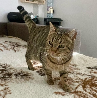 Katze Stina wartet auf Post von Dir, EKH - Katze