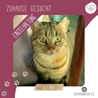 Katze Stina wünscht sich so gern eine Familie, EKH - Katze