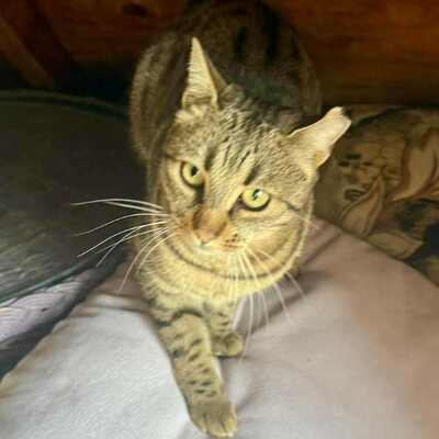Katze Stina wünscht sich so gern eine Familie, EKH - Katze