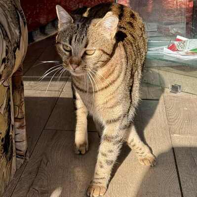 Katze Stina wünscht sich so gern eine Familie, EKH - Katze