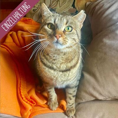 Katze Stina wünscht sich so gern eine Familie, EKH - Katze