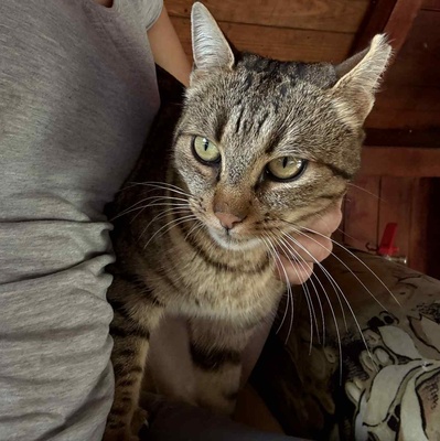 Katze Stina wünscht sich so gern eine Familie, EKH - Katze