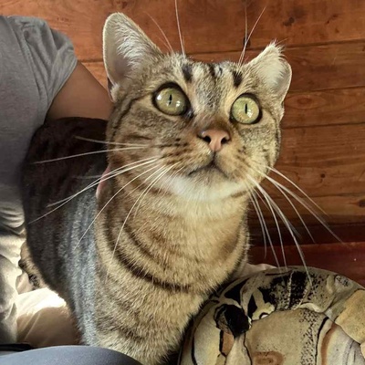 Katze Stina wünscht sich so gern eine Familie, EKH - Katze