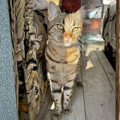 Katze Stina wünscht sich so gern eine Familie, EKH - Katze