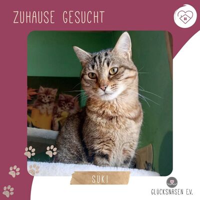 Katze Suki wartet auf ihr eigenes Körbchen