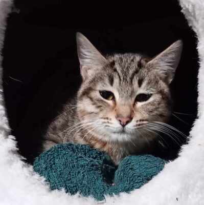 Katze Suki wartet auf ihr eigenes Körbchen, EKH - Katze