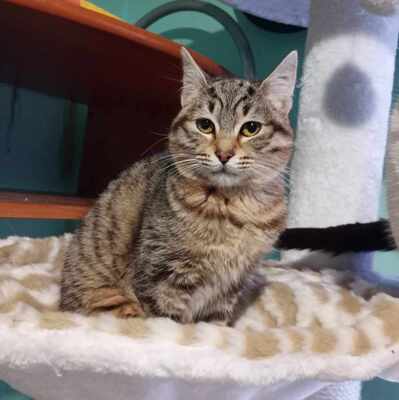 Katze Suki wartet auf ihr eigenes Körbchen, EKH - Katze