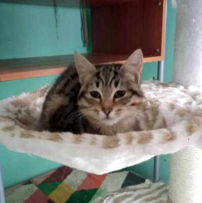 Katze Suki wartet auf ihr eigenes Körbchen, EKH - Katze