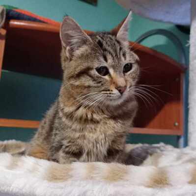 Katze Suki wartet auf ihr eigenes Körbchen, EKH - Katze