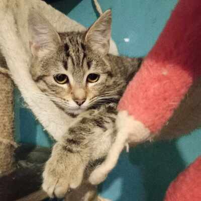 Katze Suki wartet auf ihr eigenes Körbchen, EKH - Katze