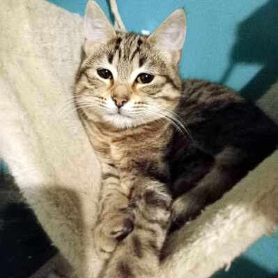 Katze Suki wartet auf ihr eigenes Körbchen, EKH - Katze