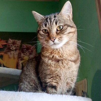 Katze Suki wartet auf ihr eigenes Körbchen, EKH - Katze
