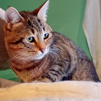 Katze Suki wartet auf ihr eigenes Körbchen, EKH - Katze