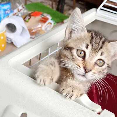 Katze Suki wartet auf ihr eigenes Körbchen, EKH - Katze