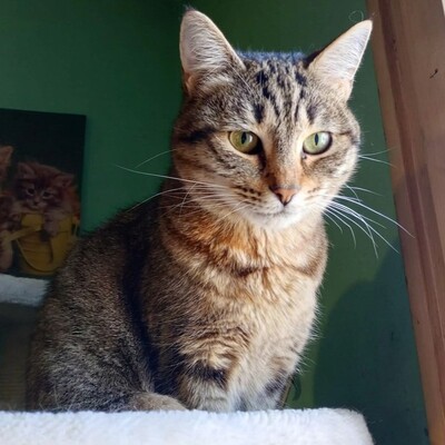Katze Suki wartet auf ihr eigenes Körbchen, EKH - Katze