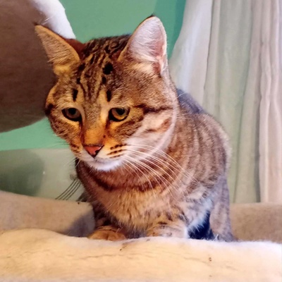 Katze Suki wartet auf ihr eigenes Körbchen, EKH - Katze