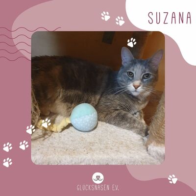 Katze Suzana sucht Dich zum schmusen, EKH - Katze