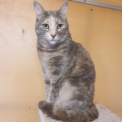 Katze Suzana sucht Dich zum schmusen, EKH - Katze