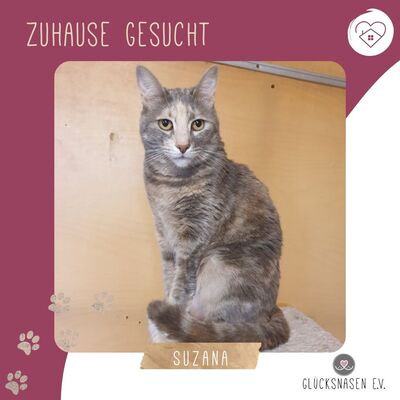 Katze Suzana sucht Dich zum schmusen, EKH - Katze