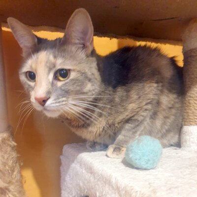 Katze Suzana sucht ihr Für-immer-Zuhause, EKH - Katze