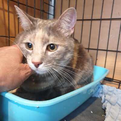 Katze Suzana sucht sehnsüchtig ihr Für-immer-Zuhause, EKH - Katze