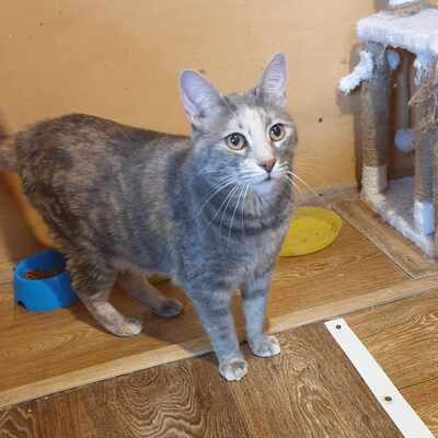 Katze Suzana sucht sehnsüchtig ihr Für-immer-Zuhause, EKH - Katze