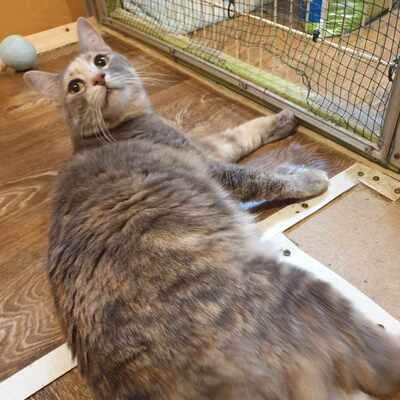 Katze Suzana sucht sehnsüchtig ihr eigenes Körbchen, EKH - Katze