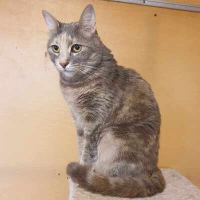 Katze Suzana wartet sehnsüchtig auf ihre Familie, EKH - Katze