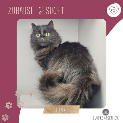 Katze Tinka sucht ihr eigenes Körbchen, EKH - Katze