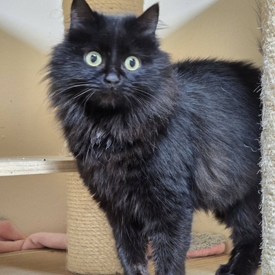 Katze Tinka sucht ihr eigenes Körbchen, EKH - Katze