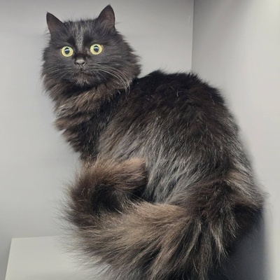 Katze Tinka sucht ihr eigenes Körbchen, EKH - Katze