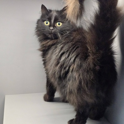 Katze Tinka sucht ihr eigenes Körbchen, EKH - Katze