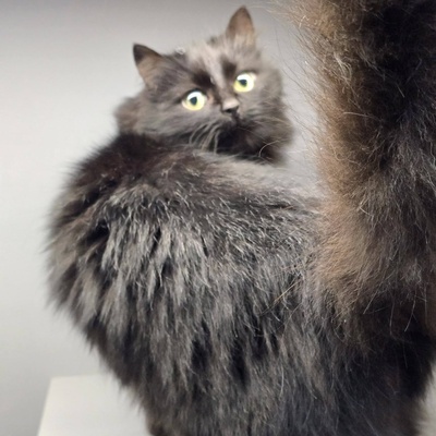 Katze Tinka sucht ihr eigenes Körbchen, EKH - Katze