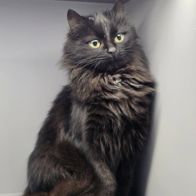 Katze Tinka sucht ihr eigenes Körbchen, EKH - Katze